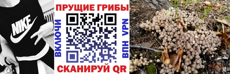 ОМГ ОМГ как зайти  где купить   Светлогорск  Псилоцибиновые грибы Cubensis 